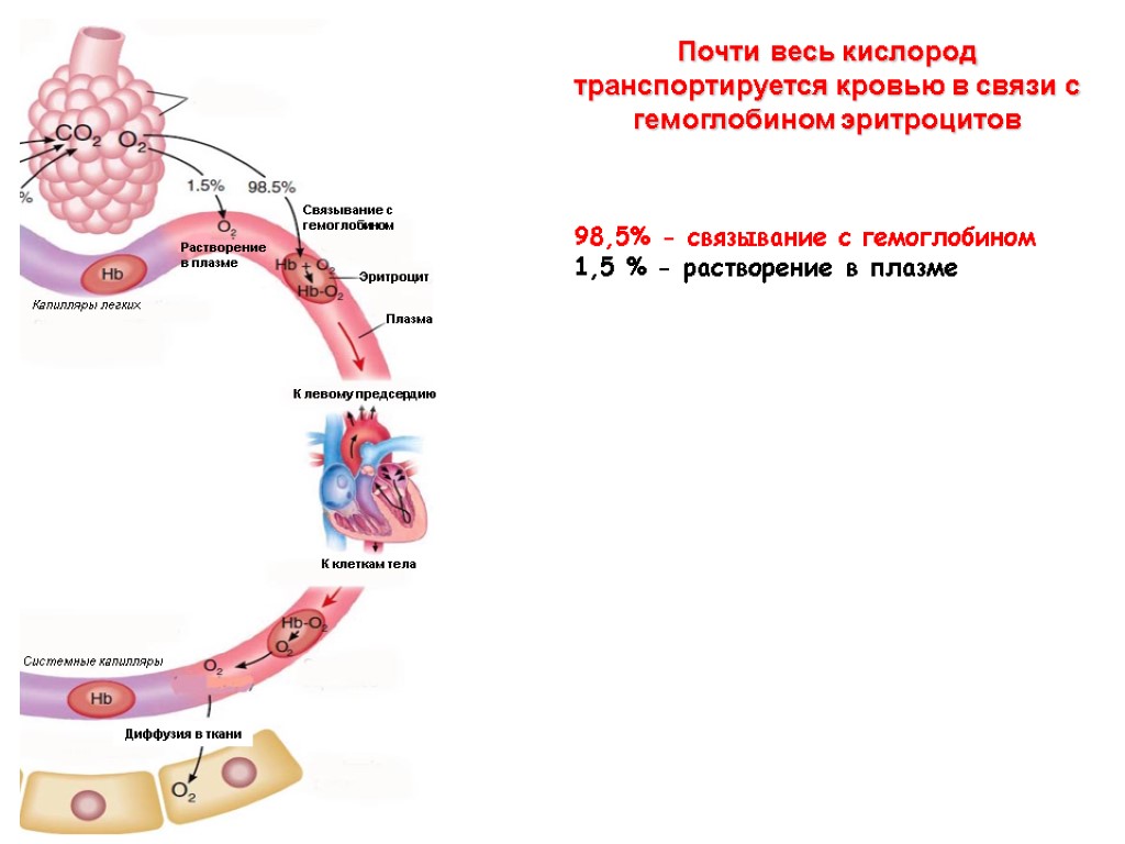 Почти весь кислород транспортируется кровью в связи с гемоглобином эритроцитов 98,5% - связывание с